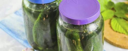 Засолка огурцов холодным способом под капроновую крышку. Соленые огурцы холодным способом на зиму – 8 очень вкусных рецептов