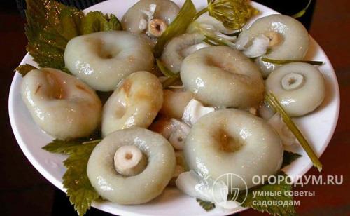 Как переделать соленые грузди. Как засолить белые грузди, чтобы были хрустящими и ароматными: рецепты