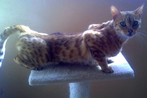 У кошки беспокойное поведение. Почему кот ходит по дому и мяукает без причины 01