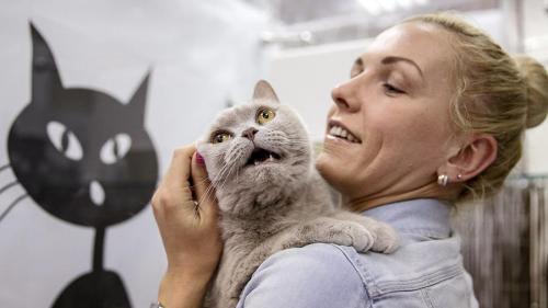 У кошки беспокойное поведение. Почему кот ходит по дому и мяукает без причины 02