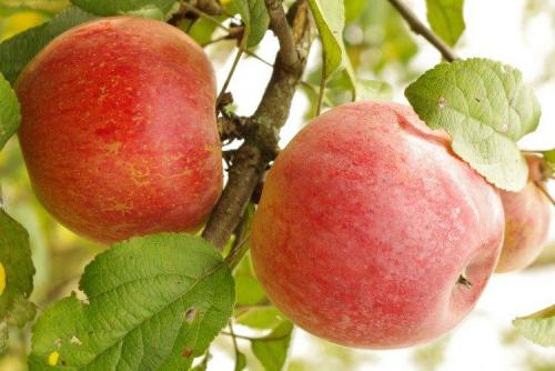 Лучшие сорта яблок для Подмосковья: фото, названия и описания (каталог)