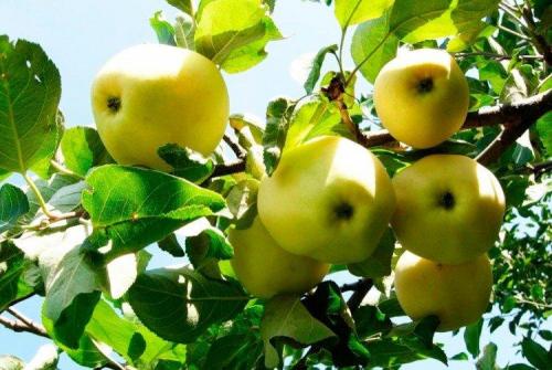 Лучшие сорта яблок для Подмосковья: фото, названия и описания (каталог)