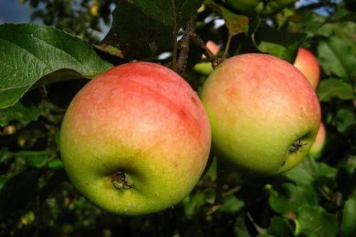 Осенние яблоки сорта. Осенние сорта яблонь