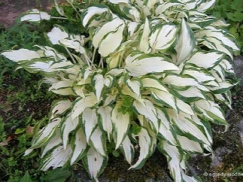 Почему не цветет хоста. Как и когда цветут разные сорта? 07