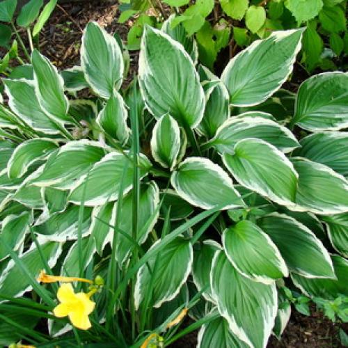 Хоста высота. Ботаническое описание растения хосты