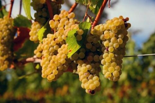 Технические сорта белого винограда. Виноград белый: описание сорта. Фавориты среди сортов белого винограда