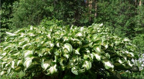 Почему не цветет хоста. Как и когда цветут разные сорта? 15