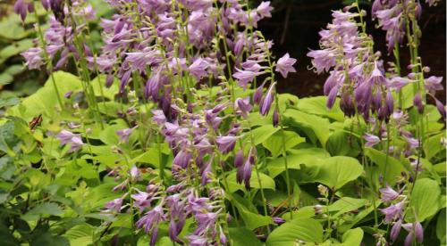 Почему не цветет хоста. Как и когда цветут разные сорта? 11