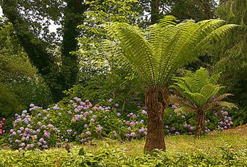 Папоротник. Древовидные папоротники