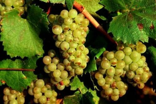 Технические сорта белого винограда. Виноград белый: описание сорта. Фавориты среди сортов белого винограда