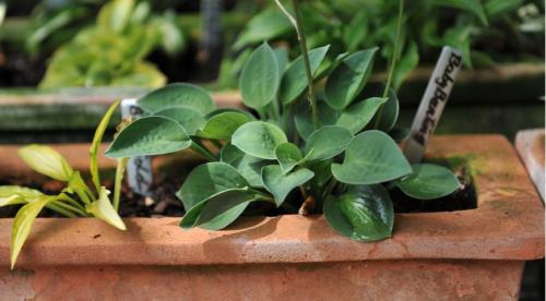 Почему не цветет хоста. Как и когда цветут разные сорта? 14