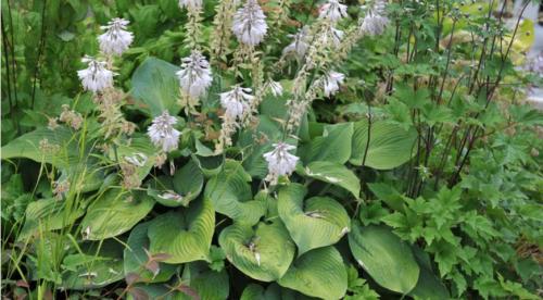 Почему не цветет хоста. Как и когда цветут разные сорта? 16