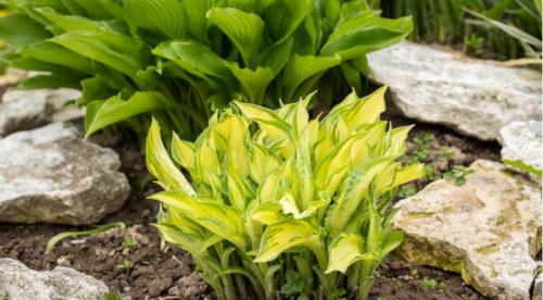 Почему не цветет хоста. Как и когда цветут разные сорта? 12