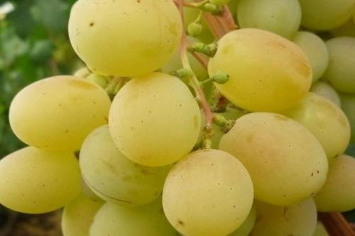 Технические сорта белого винограда. Виноград белый: описание сорта. Фавориты среди сортов белого винограда
