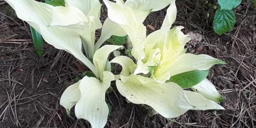 Почему не цветет хоста. Как и когда цветут разные сорта? 06