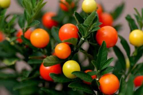 Декоративная вишня комнатная. Как вырастить декоративный паслен