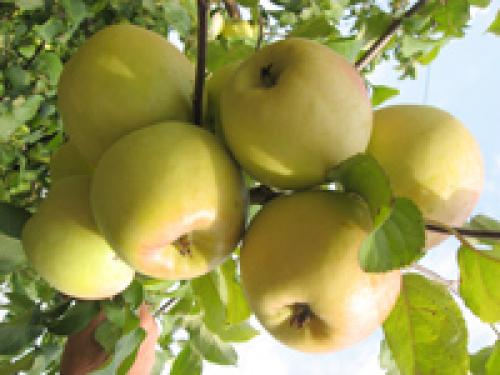 Яблоня карнавал описание сорта. Новые сорта яблони, полученные от включения