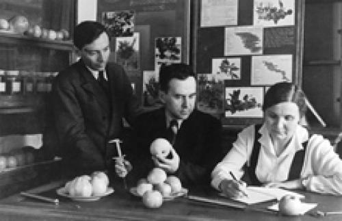 Яблоня карнавал описание сорта. Новые сорта яблони, полученные от включения