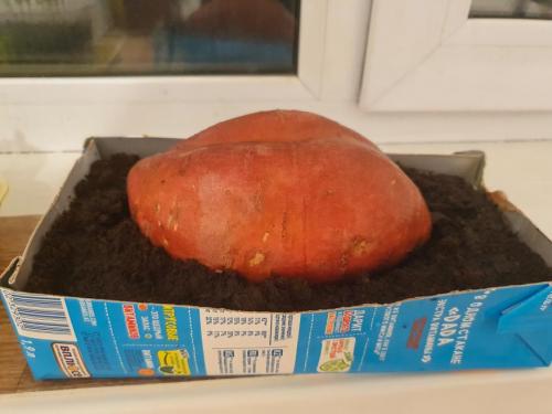 Как выращивать батат в стеклянных банках. История о том, как я пытался вырастить батат в Казахстане и что из этого получилось