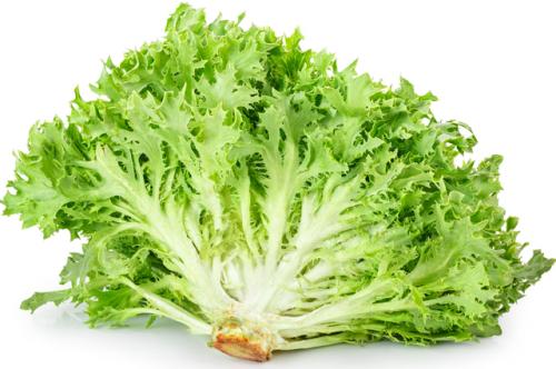 Цикорный салат здоровье. Время сеять салаты. Чем отличаются цикорные сорта?