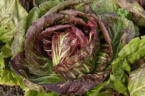 Цикорный салат здоровье. Время сеять салаты. Чем отличаются цикорные сорта?