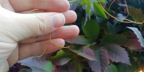 Почему девичий виноград не краснеет? Секреты биологии и экологии 04