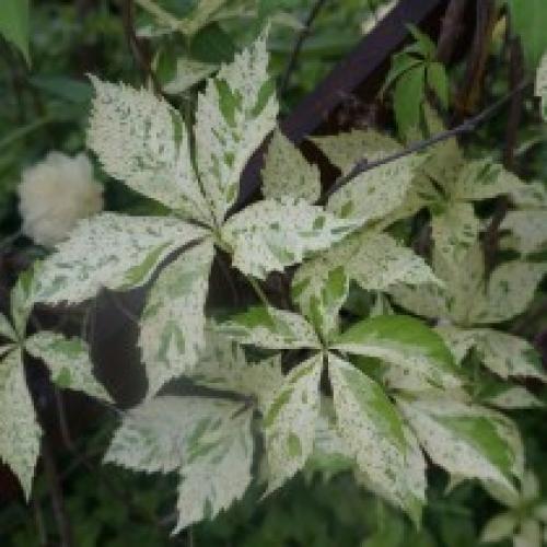 Как выглядит девичий виноград. Девичий виноград «Звездопад»