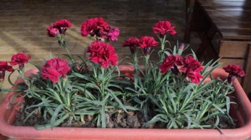 Как часто нужно поливать гвоздику. Комнатная гвоздика: посадка и уход