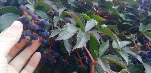 Почему девичий виноград не краснеет? Секреты биологии и экологии 06