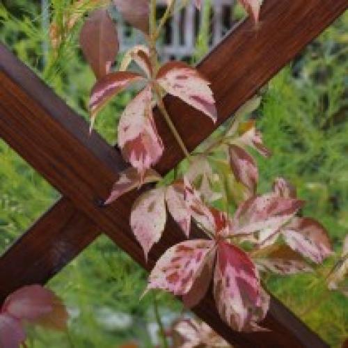 Как выглядит девичий виноград. Девичий виноград «Звездопад»