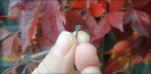 Почему девичий виноград не краснеет? Секреты биологии и экологии 05