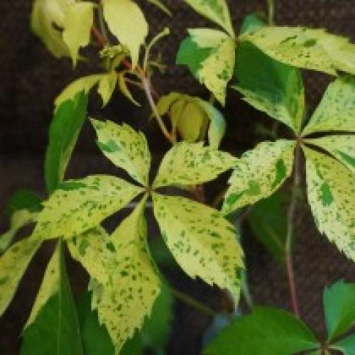 Как выглядит девичий виноград. Девичий виноград «Звездопад»