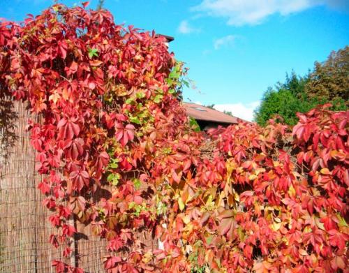 Может ли девичий виноград стать красным. Особенности девичьего винограда