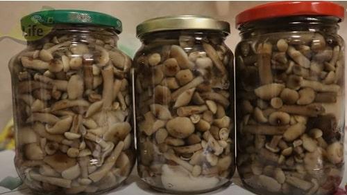 Соленые опята без закатки. Опята, соленые на зиму – простые рецепты приготовления горячим и холодным способом