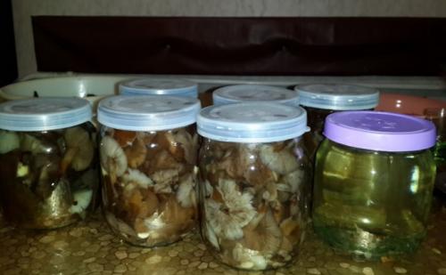 Пошаговый рецепт квашения опят. Простой рецепт квашеных опят