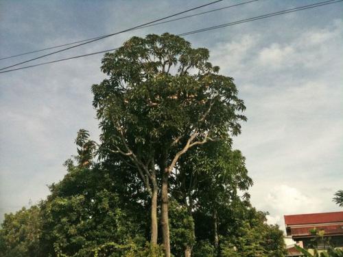 Бам балан: уникальный фрукт из Википедии 01 Бам балан: уникальный фрукт из Википедии 01