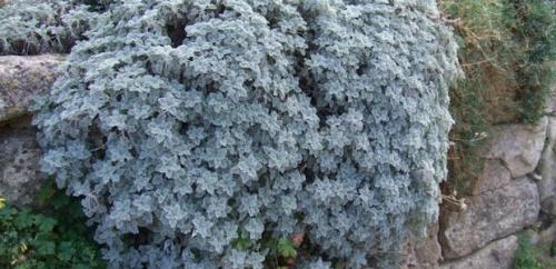 Tanacetum coccineum laureen: A Beautiful and Hardy Perennial for Your Garden 03