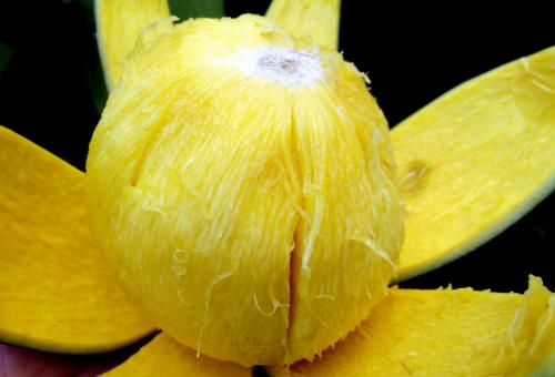 Бам балан: уникальный фрукт из Википедии 05 Бам балан: уникальный фрукт из Википедии 05