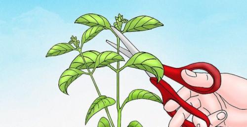 Можно ли выращивать Tanacetum coccineum laureen в домашних условиях. Обрезка Лантаны