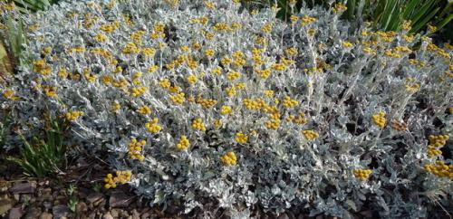 Tanacetum coccineum laureen: A Beautiful and Hardy Perennial for Your Garden 04