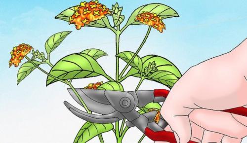 Можно ли выращивать Tanacetum coccineum laureen в домашних условиях. Обрезка Лантаны