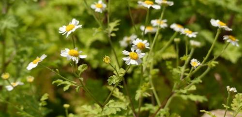 Tanacetum coccineum laureen: A Beautiful and Hardy Perennial for Your Garden 05