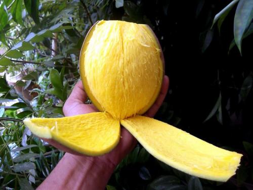 Бам балан: уникальный фрукт из Википедии 03 Бам балан: уникальный фрукт из Википедии 03