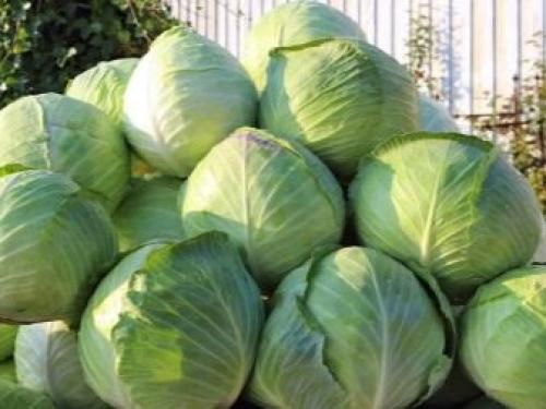 Где и как правильно хранить белокочанную капусту. Сроки хранения 02 Где и как правильно хранить белокочанную капусту. Сроки хранения 02