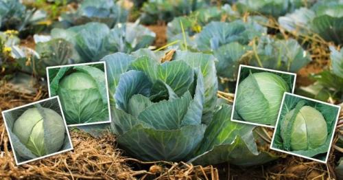 Где и как правильно хранить белокочанную капусту. Сроки хранения 03 Где и как правильно хранить белокочанную капусту. Сроки хранения 03