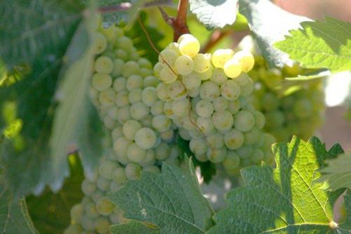 Лучшие столовые сорта винограда. Лучшие сорта винограда: фото, названия и описания (каталог)