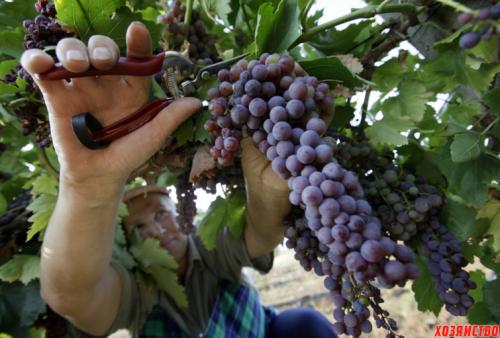 Лучшие столовые сорта винограда для Черноземья. Сорта винограда для Черноземья