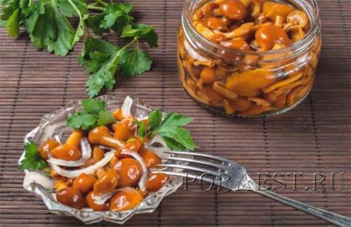 Как мариновать крупные опята. Опята маринованные на зиму — 5 простых рецептов приготовления в домашних условиях