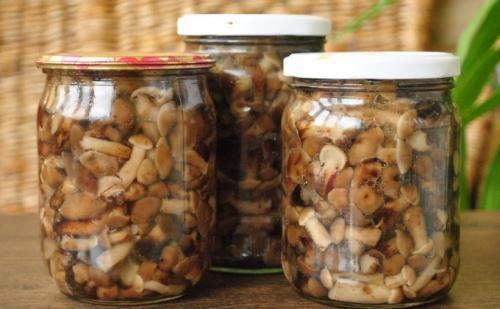 Рецепт квашеных опят. Квашеные опята: рецепты заготовок на зиму