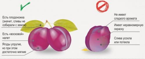 Какие сорта сливы лучше использовать для приготовления варенья. Рецепты сливового варенья для опытных и начинающих хозяек